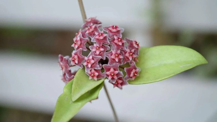 How often do you water a hoya plant