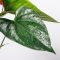 How Often Do You Water An Anthurium Plant?