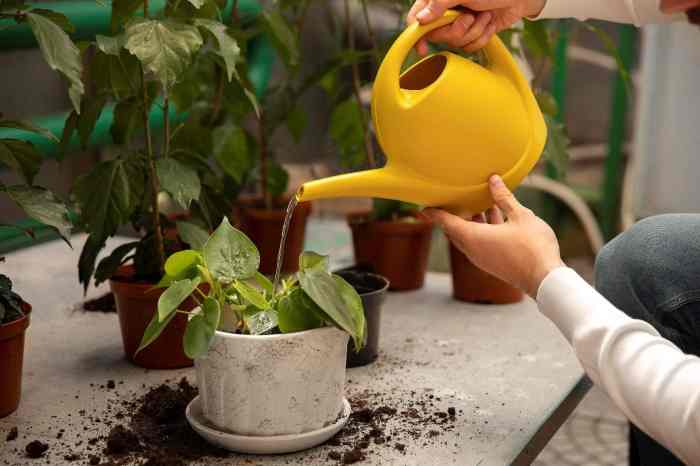 How much water to put in plant pot