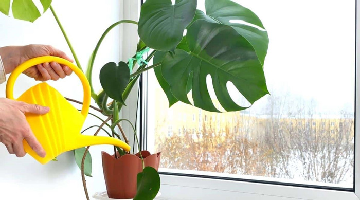 How often do i water monstera plant