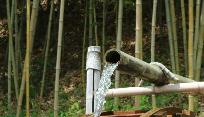 How much water to give bamboo plant