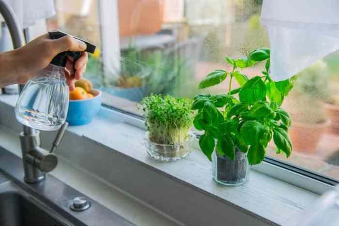 How often do i water basil plants