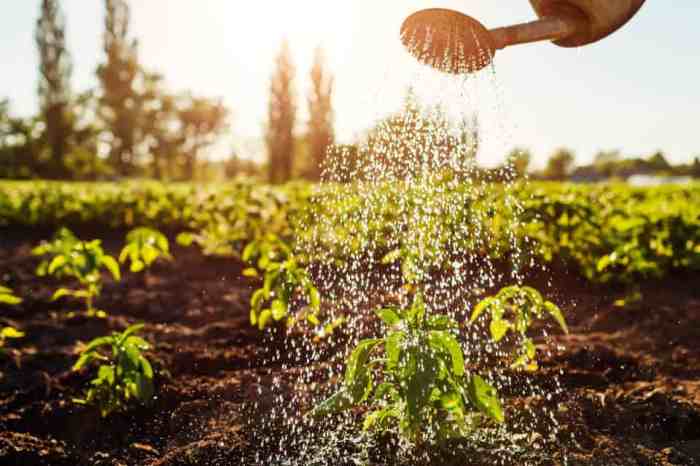 How often do i water my jalapeno plant