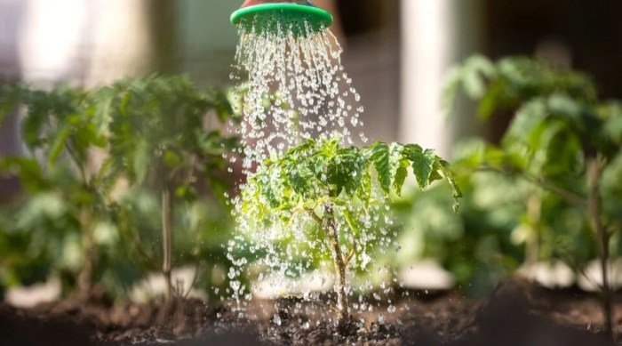 How much water should i give tomato plants