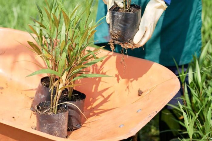 How often do i water a bamboo plant