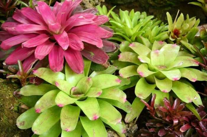 How often do you water bromeliad plants