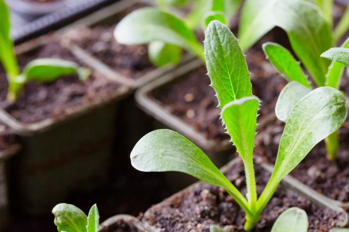 How often do you water artichoke plants