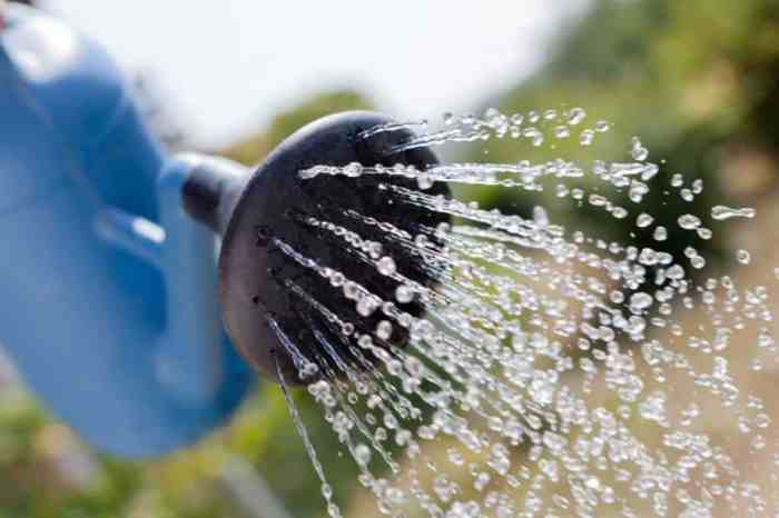 How often do i water my yucca plant