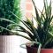 How Much Water to Give Aloe Vera Plants