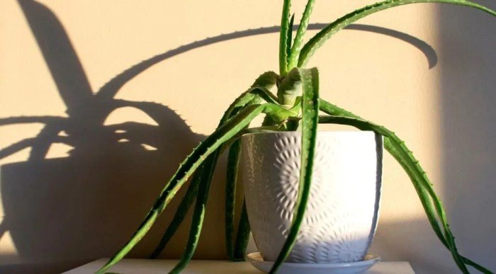 How often do you water aloe plant inside