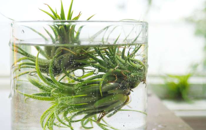 How often do i water my air plant