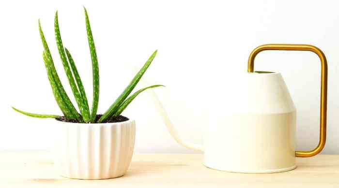 How often do aloe vera plants need water