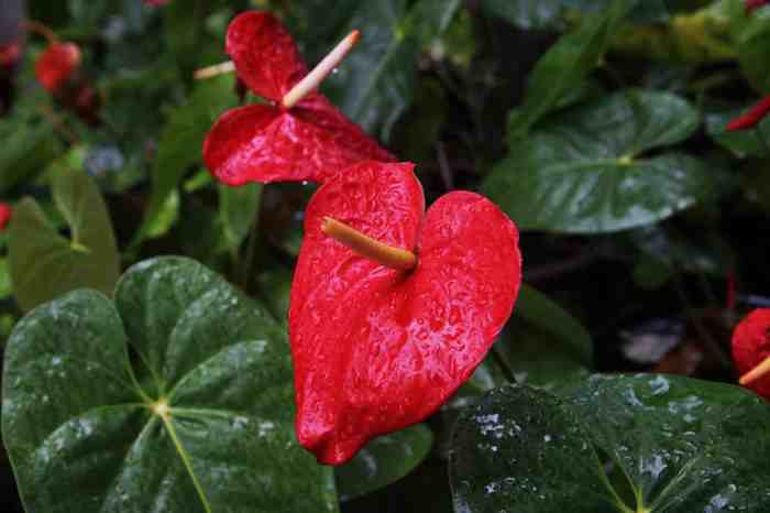 How often do you water an anthurium plant