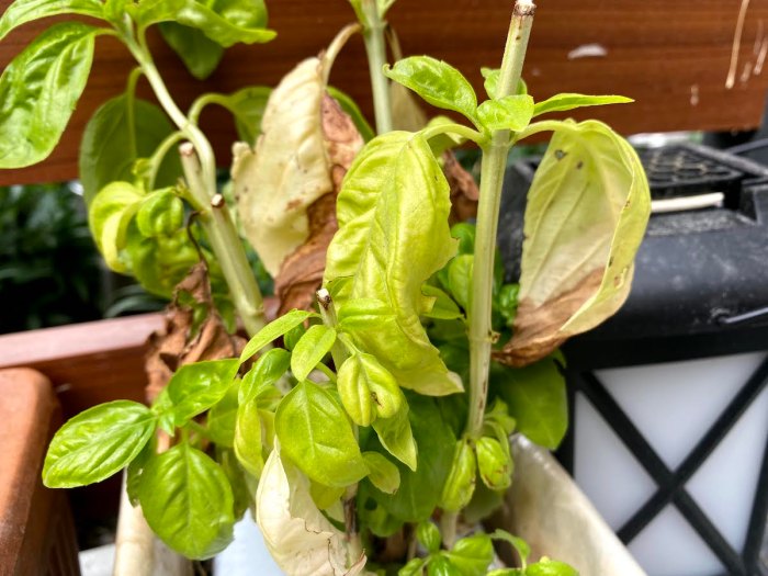 How often do i water basil plants