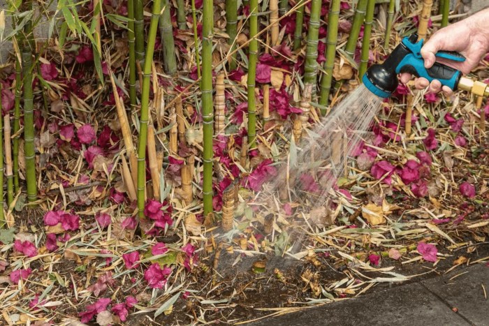 How often do you water bamboo house plants