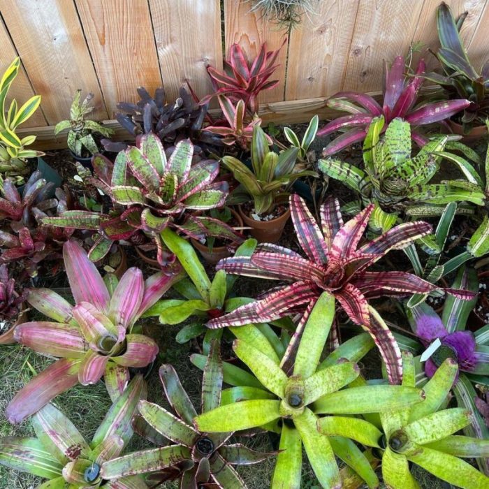 How often do you water bromeliad plants