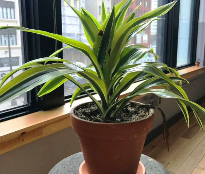 How often do i water a dracaena plant