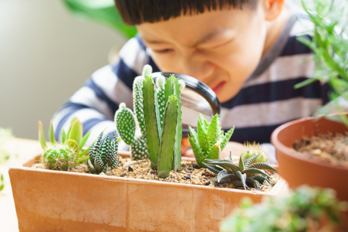 How often do i water cactus plants