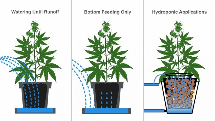 How often do you water your weed plants