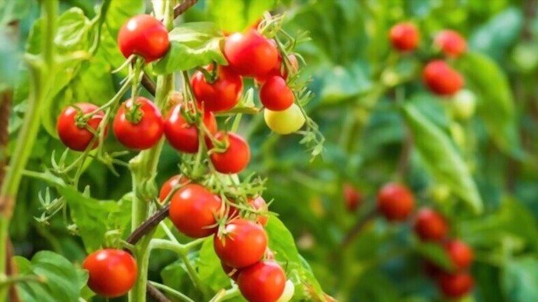 How often do i water cherry tomato plants