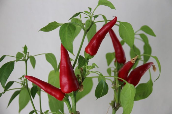 How often do you water chilli plants