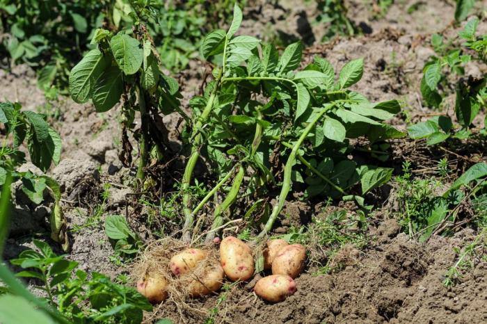 How often do i water my potato plants