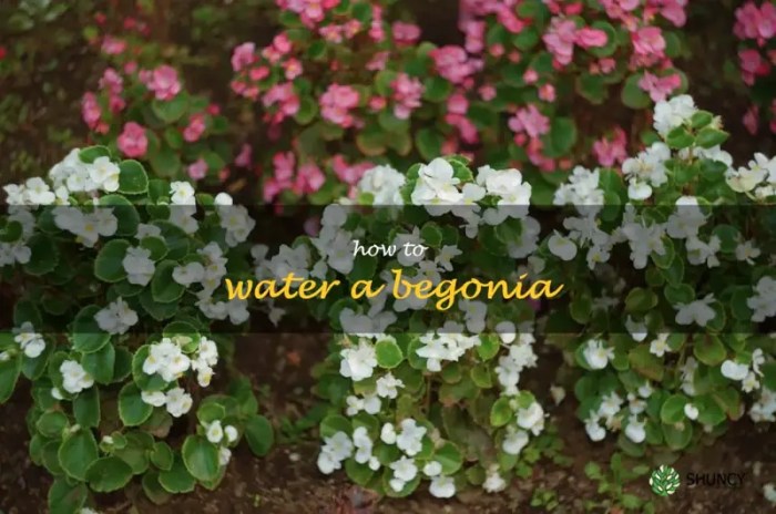 How often do you water a begonia plant