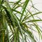 How Often Do You Water Dracena Plants?