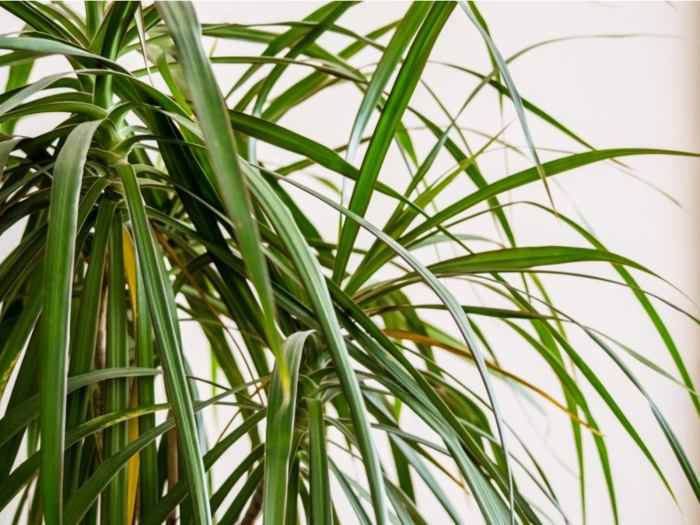 How often do you water dracena plants