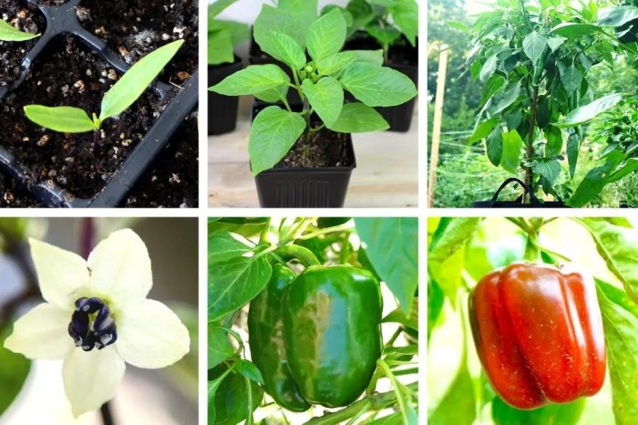 How often do you water bell pepper plants