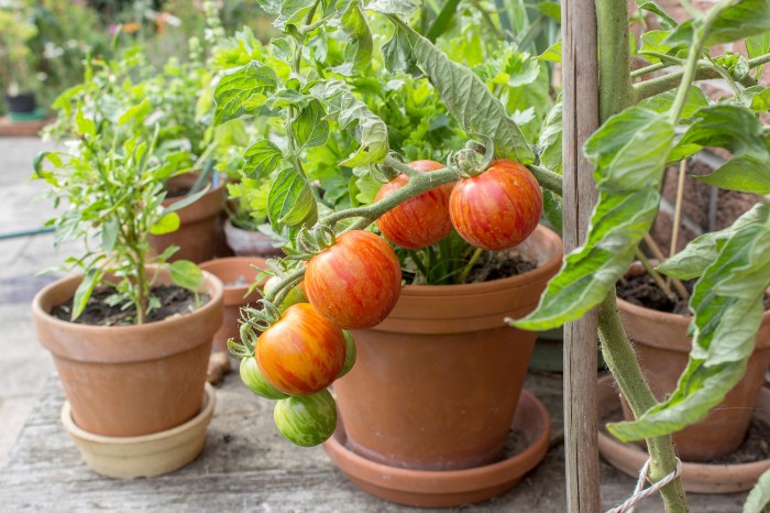 Watering often tomatoes plant