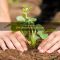 How Much Water to Give Strawberry Plants