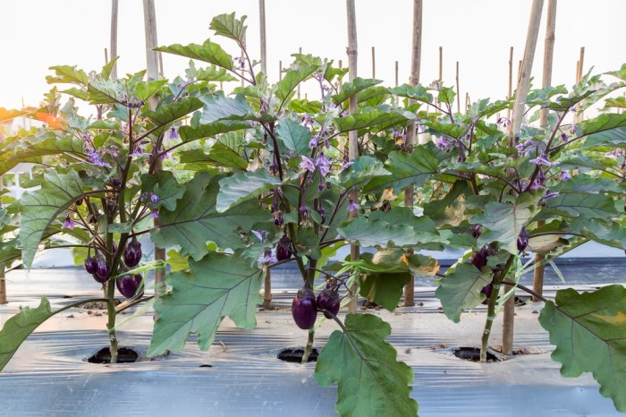 How often do you water eggplant plants