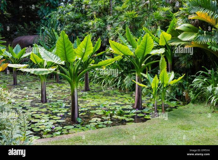 How often do i water a banana plant