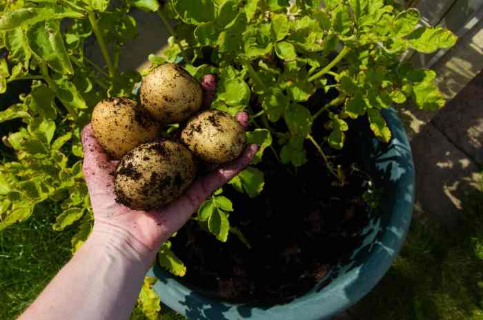 How often do i water potato plants