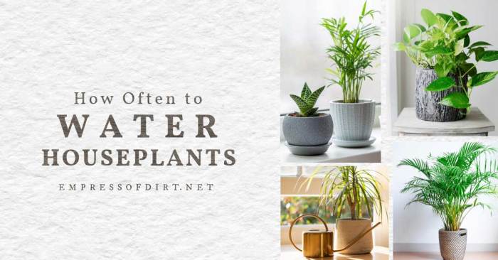 How often do you water a tropical plant