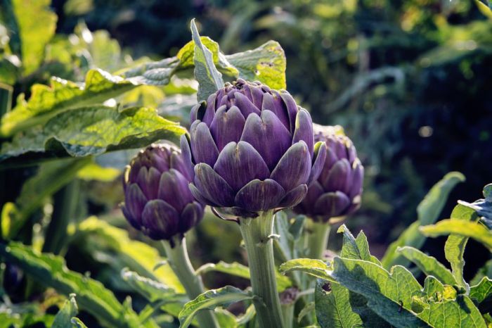 Artichokes grow artichoke plants lola was annual isn amazed crazy just