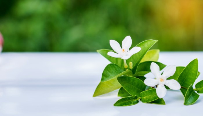 How often do you water a gardenia plant