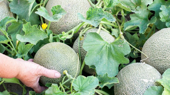 How often do you water cantaloupe plants