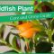 How Often Do You Water a Goldfish Plant?