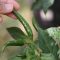 How Often Do You Water Chilli Plants?