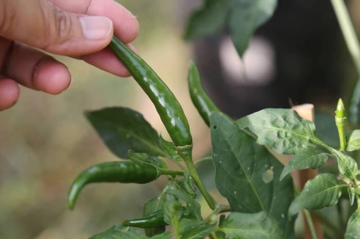 How often do you water chilli plants