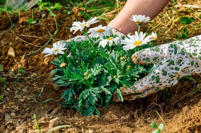 How often do you water a daisy plant