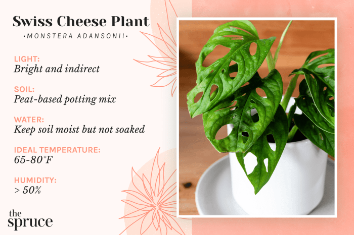 How often do you water a cheese plant