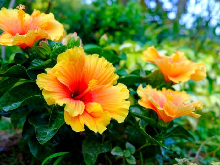 How often do i water a hibiscus plant