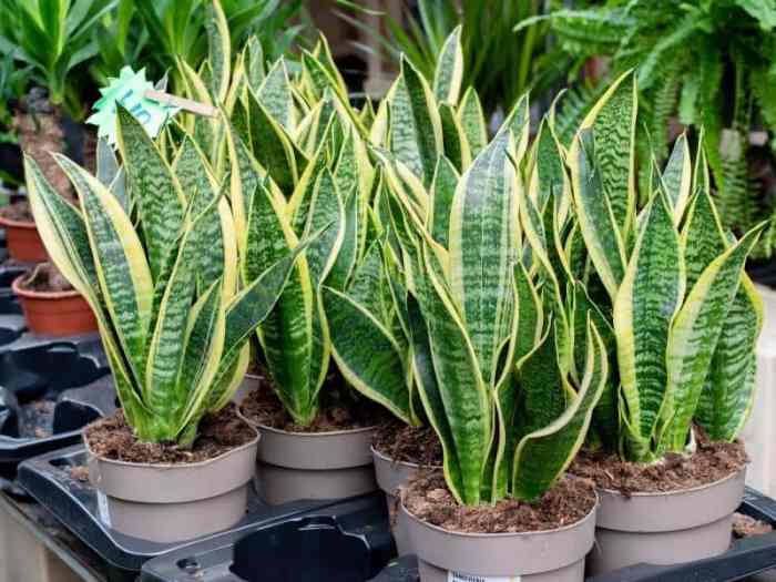 How much water to put in snake plant