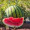 How Much Water to Give Watermelon Plants