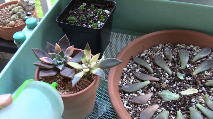 How much water to give succulent plants