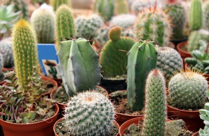 How often do i water cactus plants