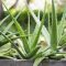 How Often Do You Water Aloe Vera Plants?